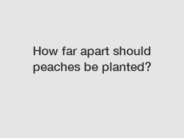 How far apart should peaches be planted?